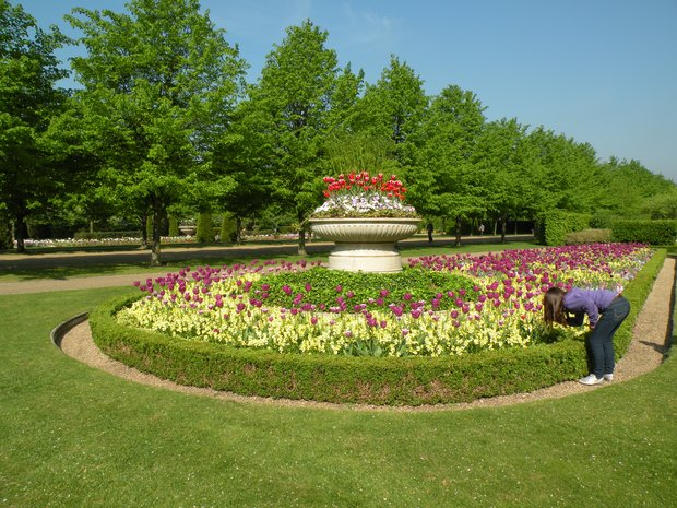  parterre et vasque de tulipes, Regent's park